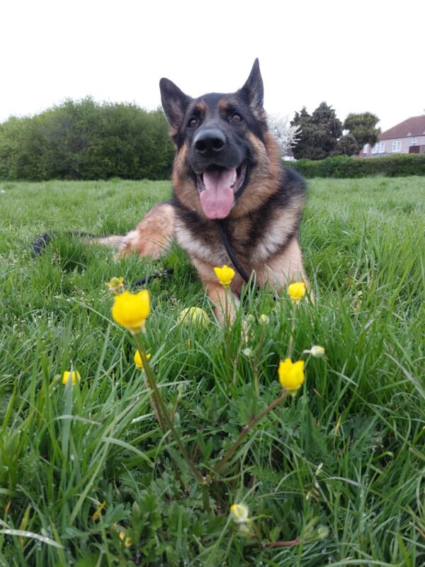Buttercup Flowers on a field