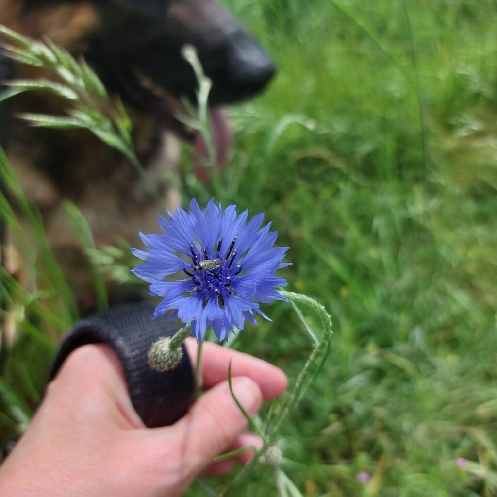 Wild Blue Flowers