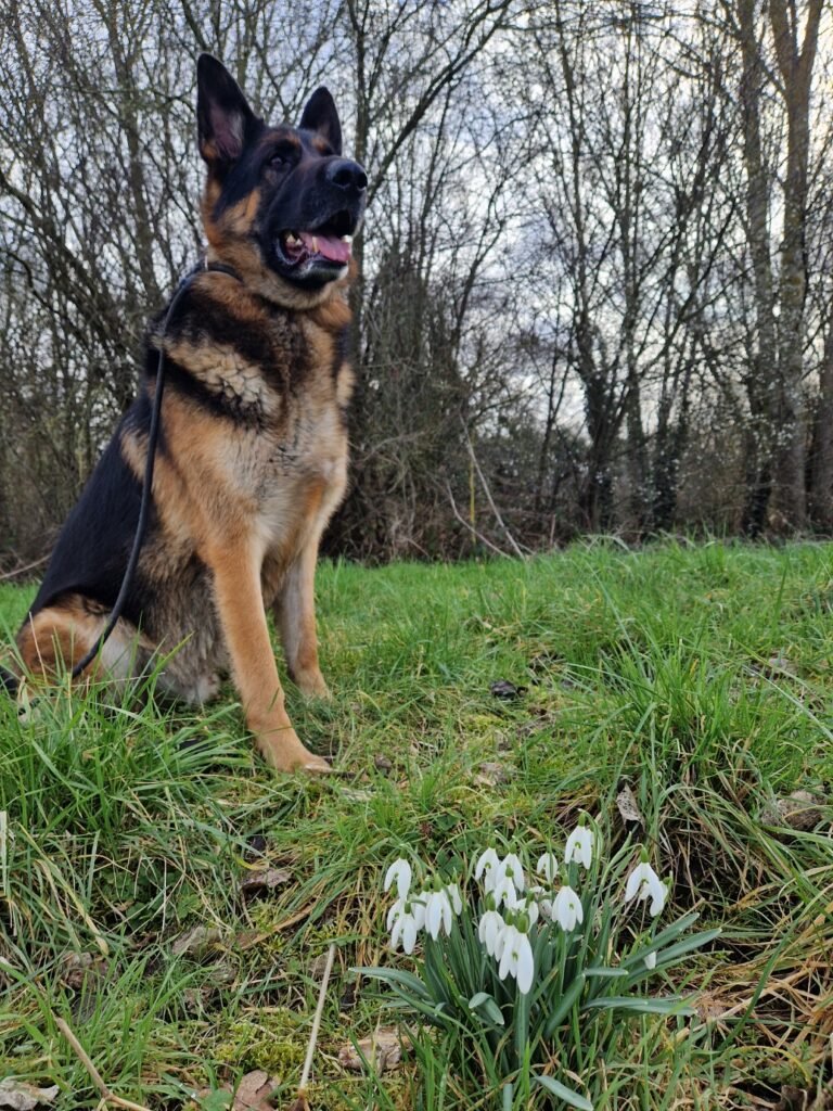 Sylas and snowdrops