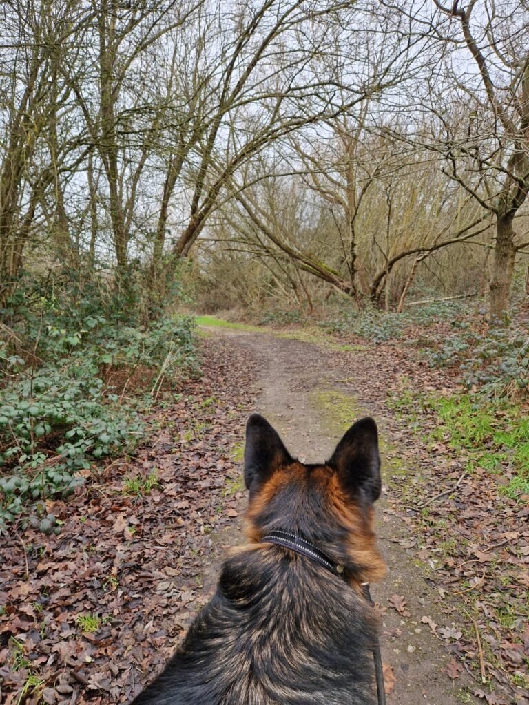 Forest walk with my dog