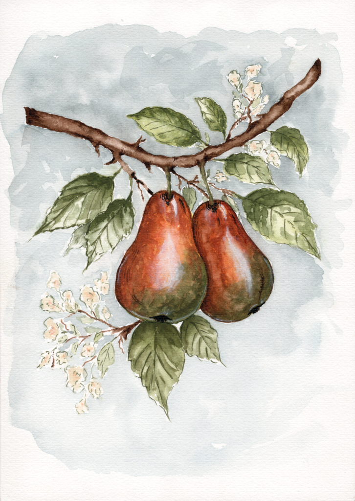 Two ripe pears on a branch against a misty blue-grey watercolour background.