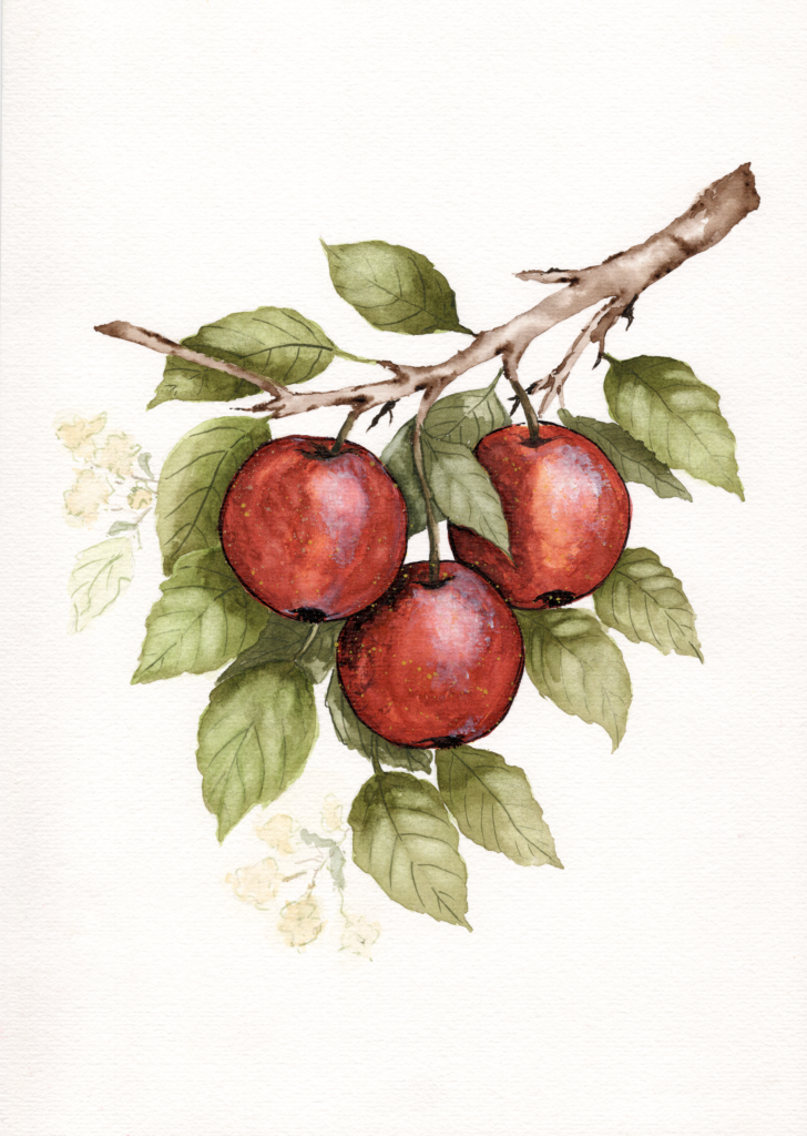 red-apple-branch-watercolour-painting