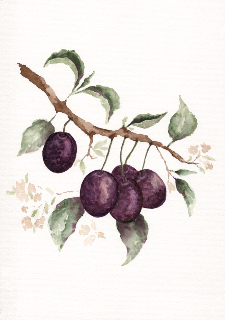 summer-plums-watercolour-painting-art