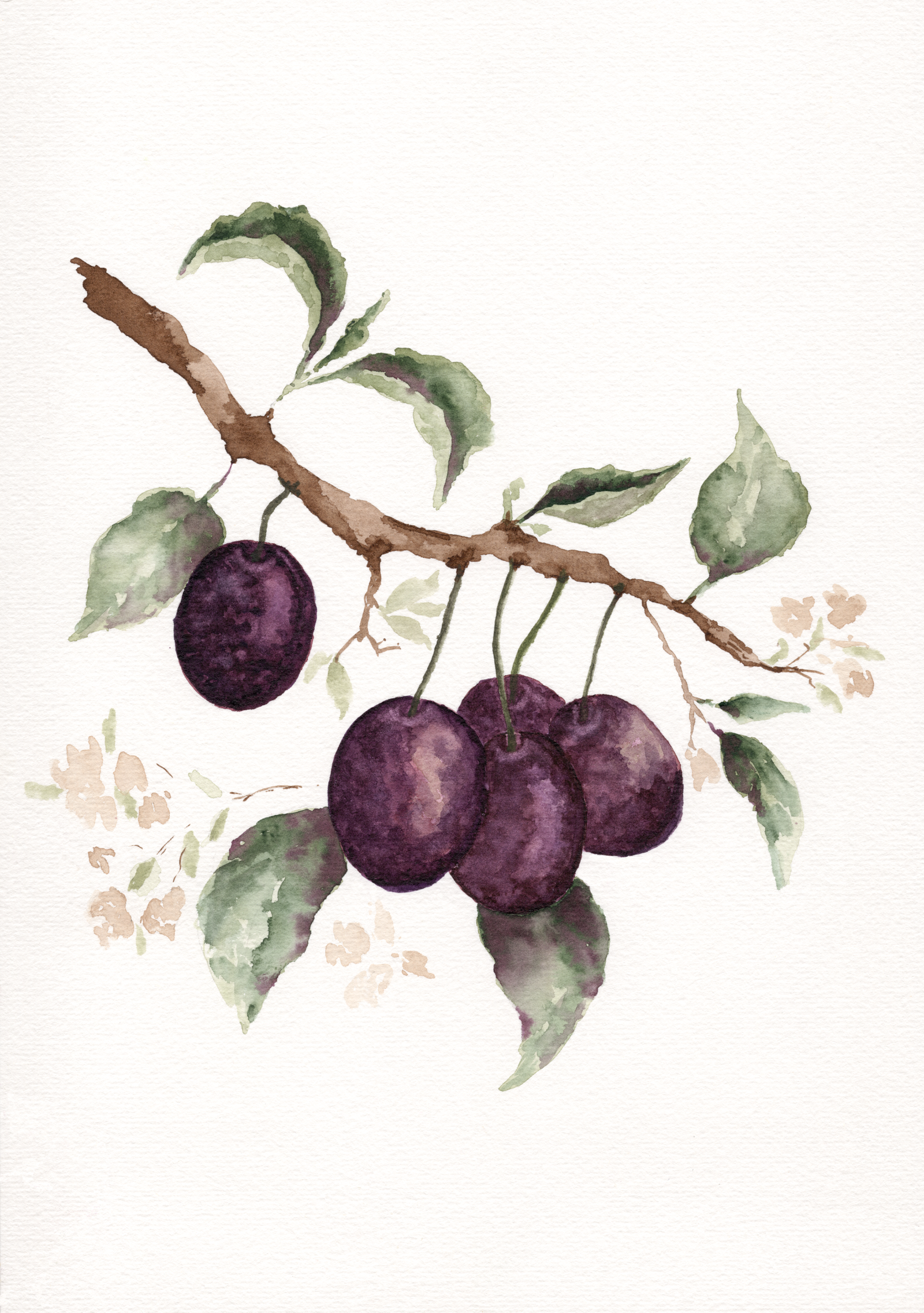summer-plums-watercolour-painting-art