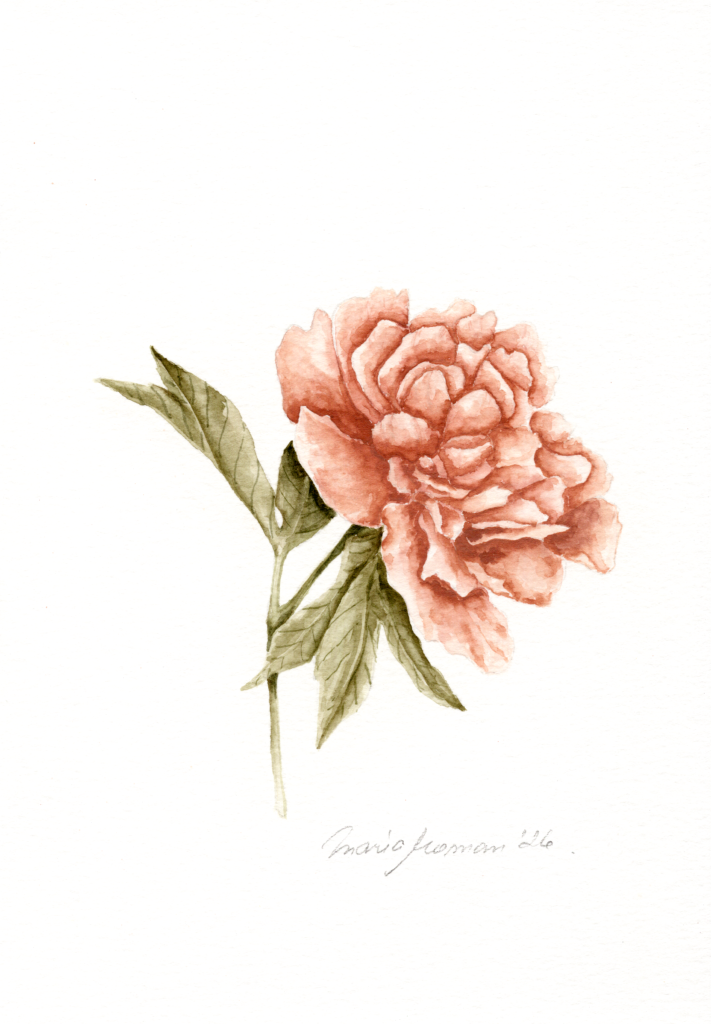 blush-peony-watercolour-painting