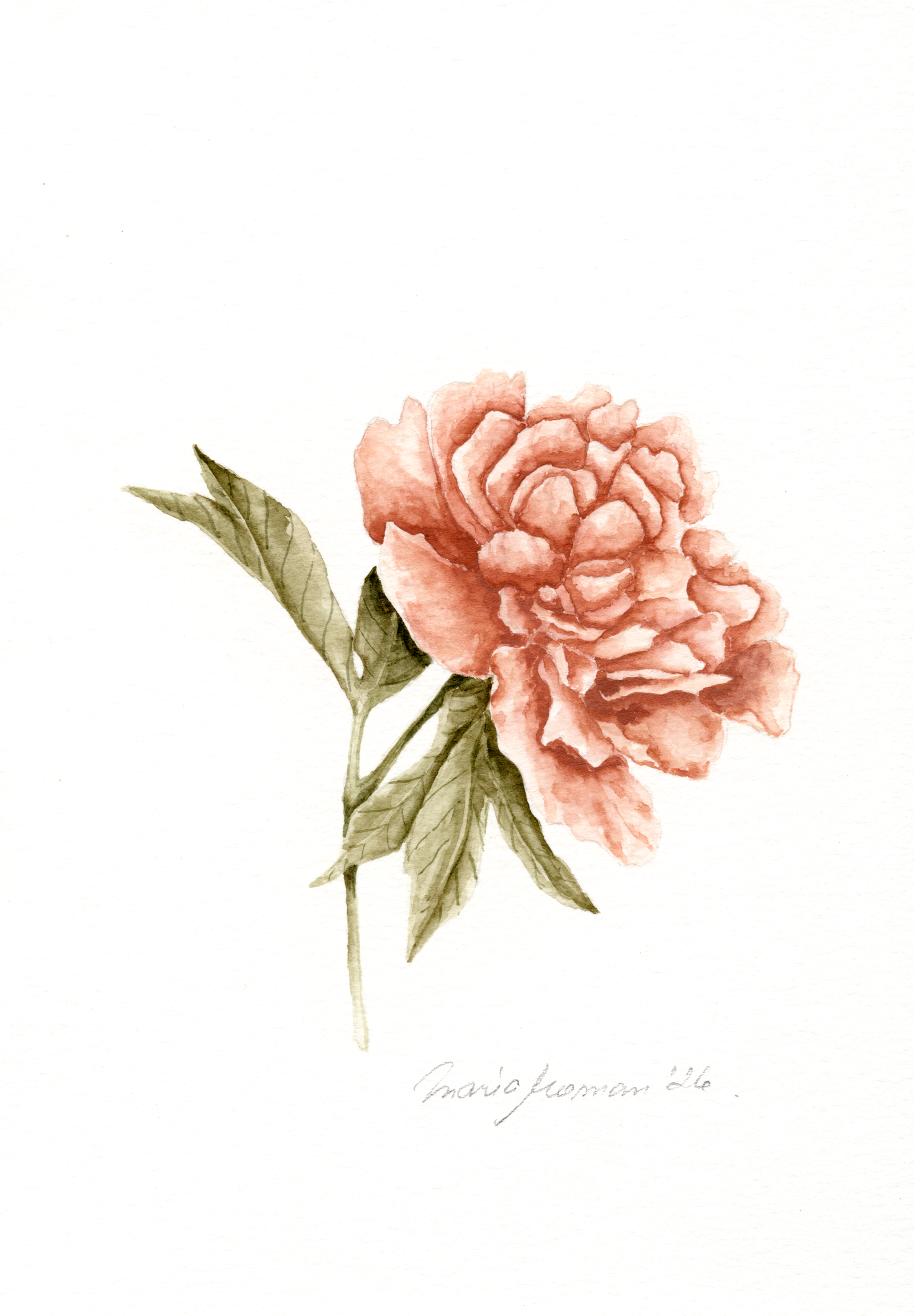 Loose blush pink peony watercolour with layered petals in dusty rose tones, romantic botanical floral art print for bedroom UK