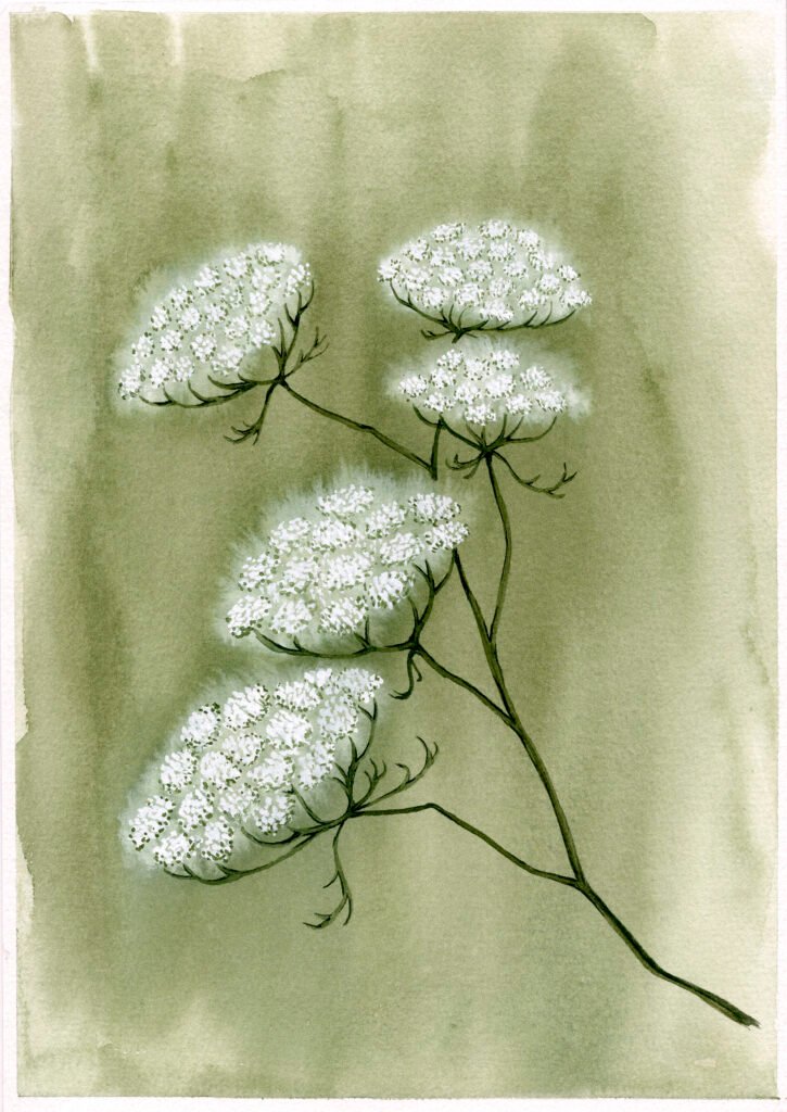 white-cow-parsley-flower-on-sage-botanical-watercolour