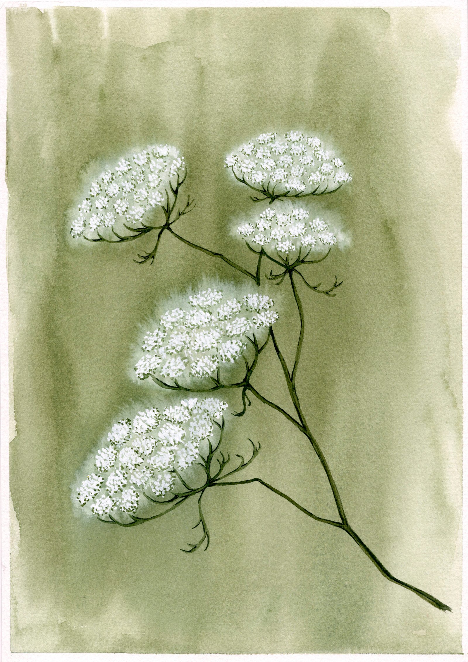white-cow-parsley-flower-on-sage-botanical-watercolour