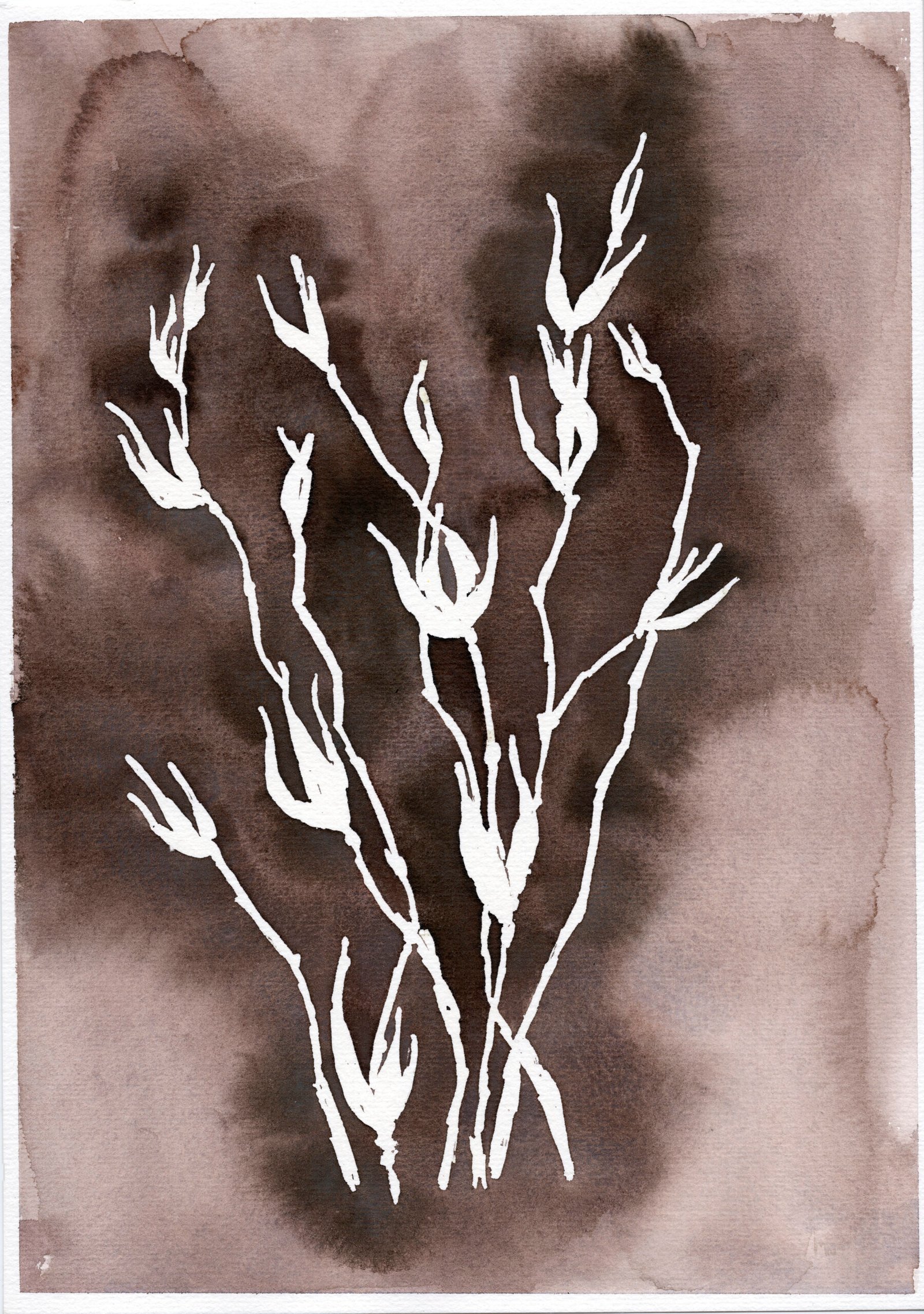 dried-winter-stems-botanical-art-watercolour