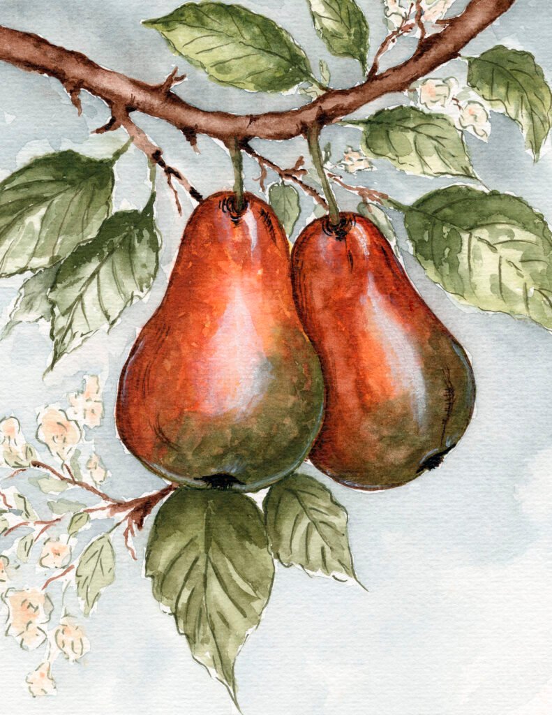 watercolour-fine-art-print-golden-pears-on-branch