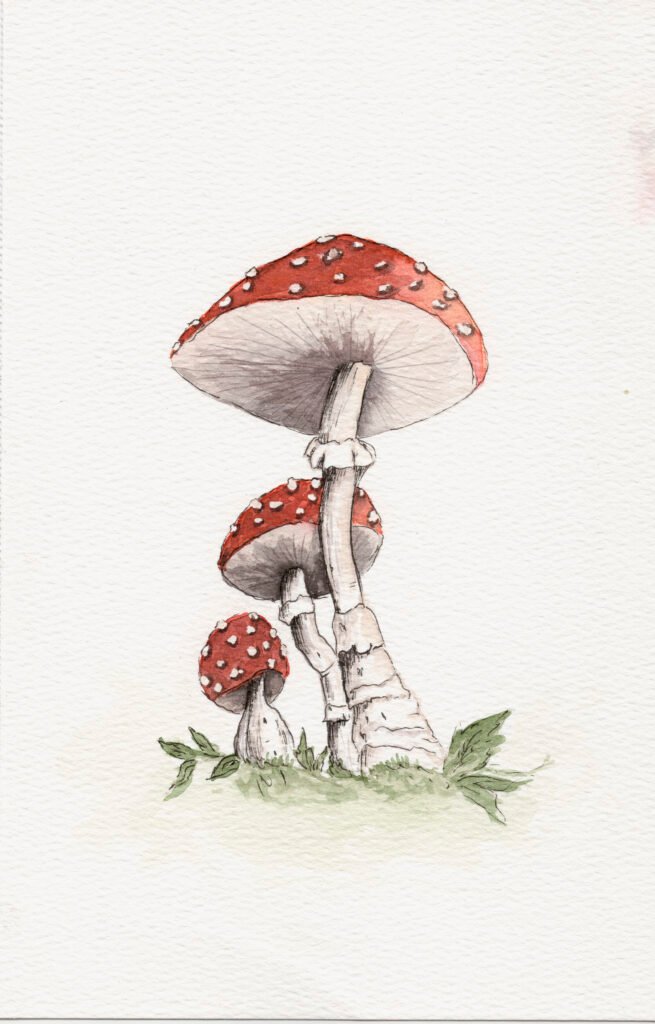 red-toatstool-mushrooms-botanical-art-watercolour