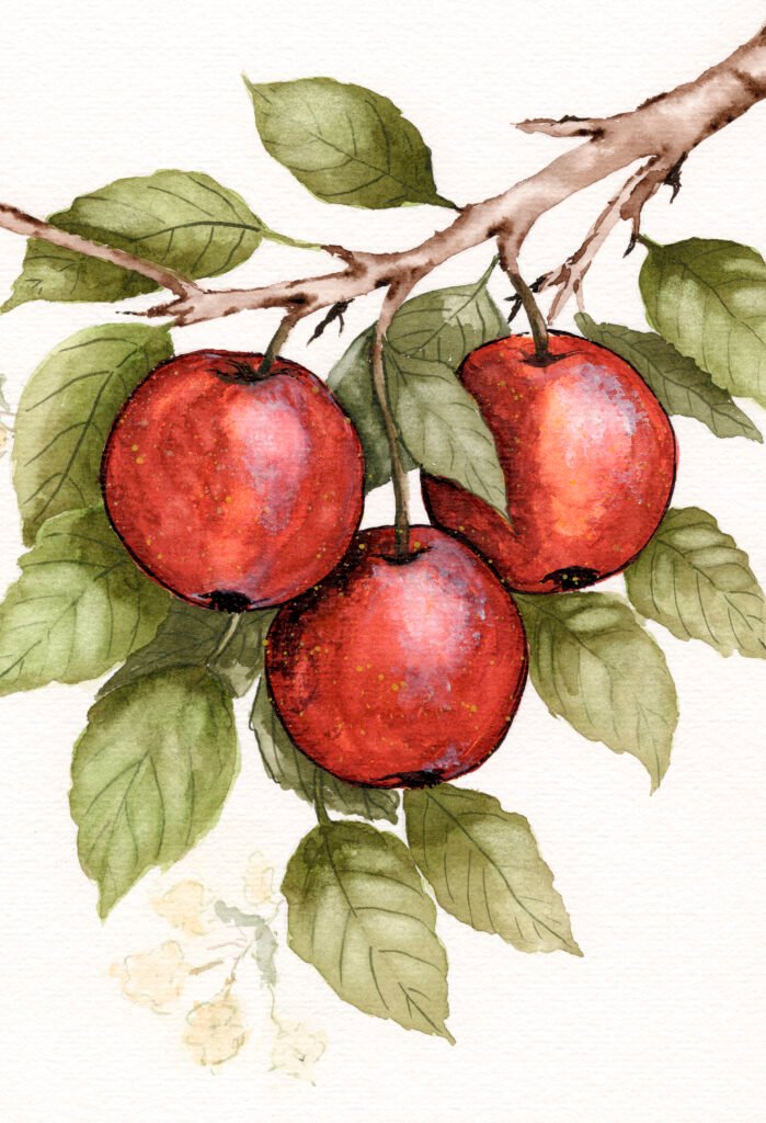 print-watercolour-summer-apples-and-blossoms